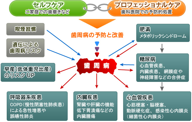 歯周病と全身疾患の関係。セルフケアとプロケアは全身疾患を予防しよう！